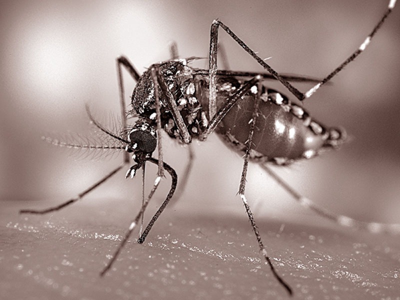 Китайці вивели і випустили на волю гігантських хижих комарів