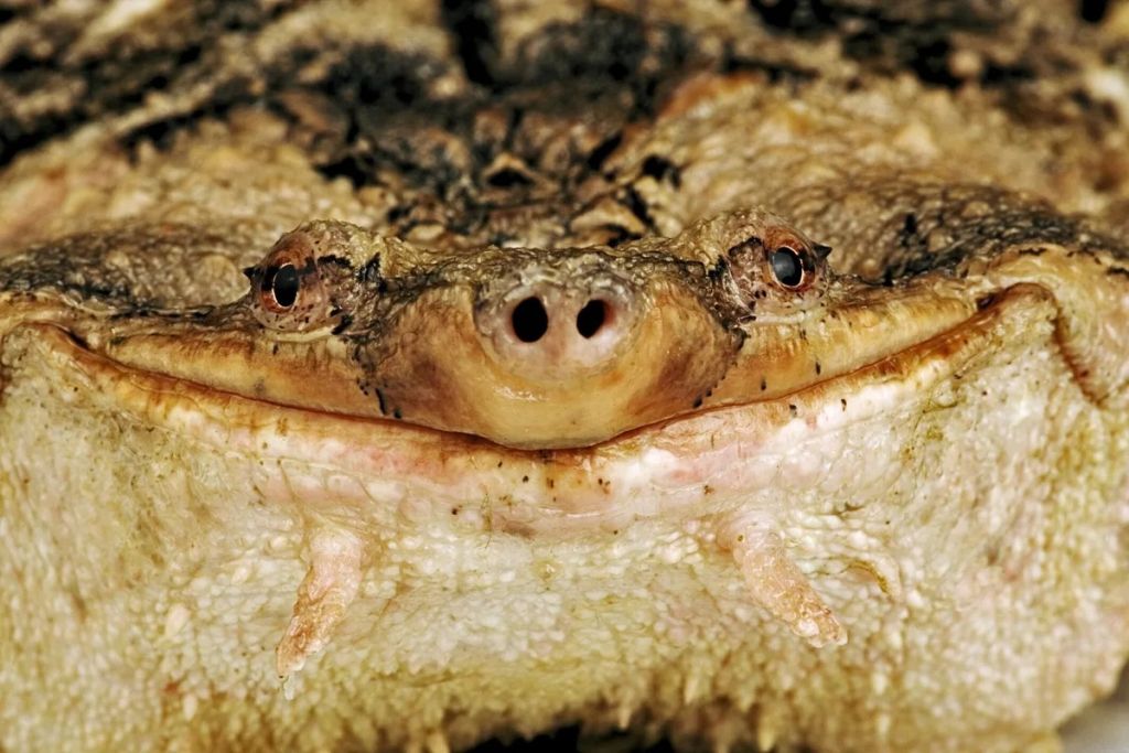 У Південній Америці живе черепаха, схожа на шматок дерева: чим вона дивує