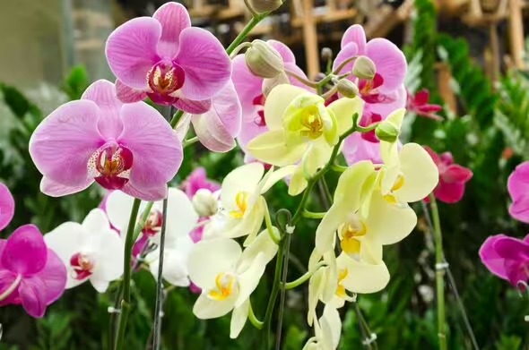 Як змусити орхідею зацвісти: експерт назвав простий секрет