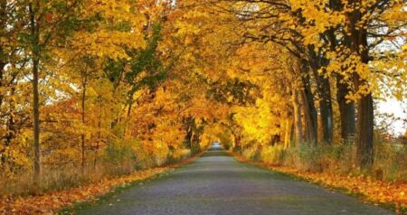 Прогноз погоди на жовтень: скільки разів прийде бабине літо і коли чекати снігу