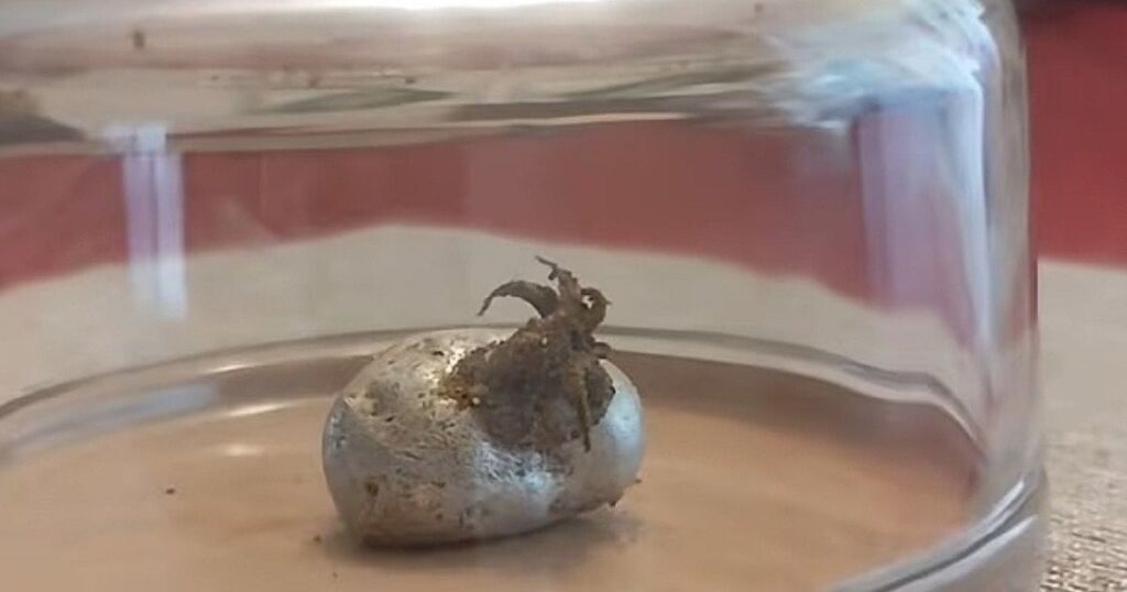 Розкрито подробиці вірусного відео в TikTok про інопланетну істоту з метеорита