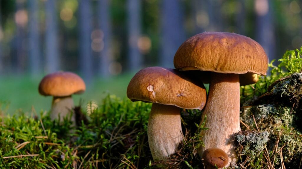 Отруйні чи їстівні: біолог розповів, як не помилитися під час збирання грибів