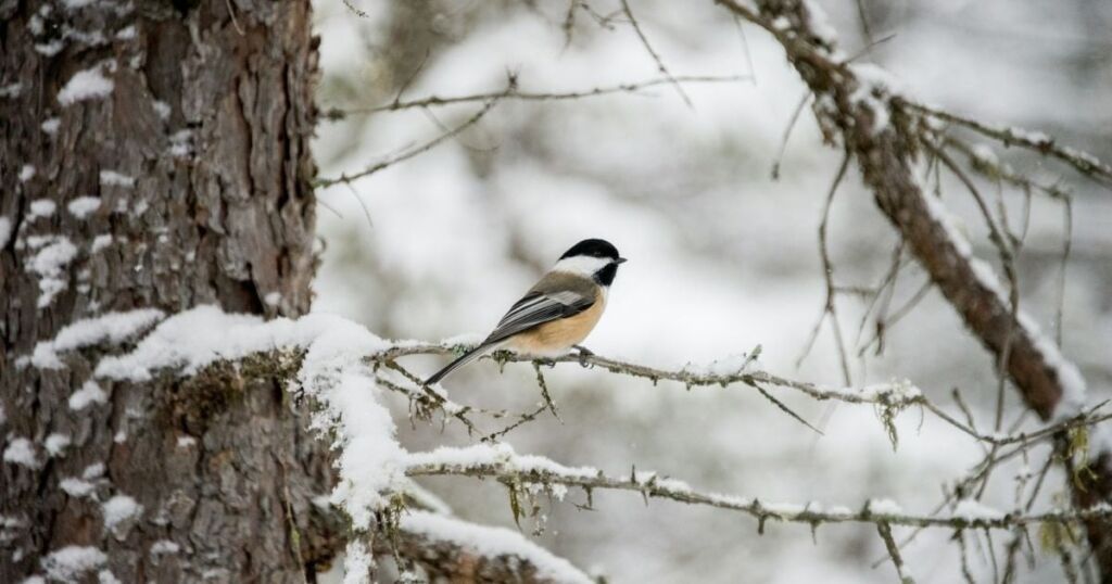 Зима в Україні буде рекордно холодною: науковці вразили прогнозом