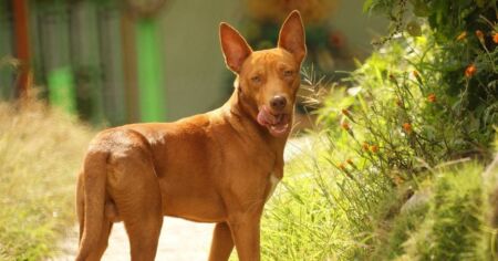 Чи можна заходити до магазина з собакою — що каже закон