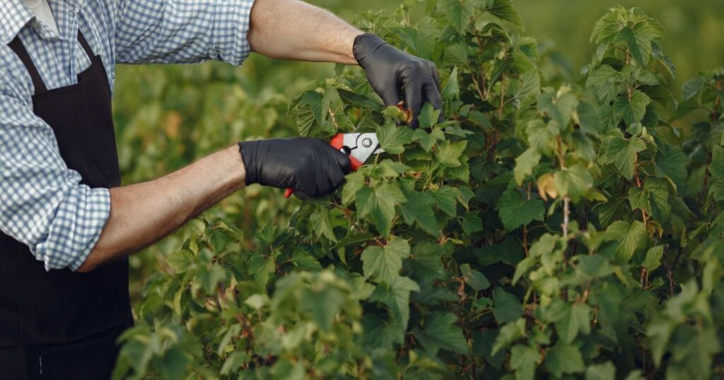 Які 6 рослин з вашого саду треба обов’язково обрізати у вересні: поради експертів