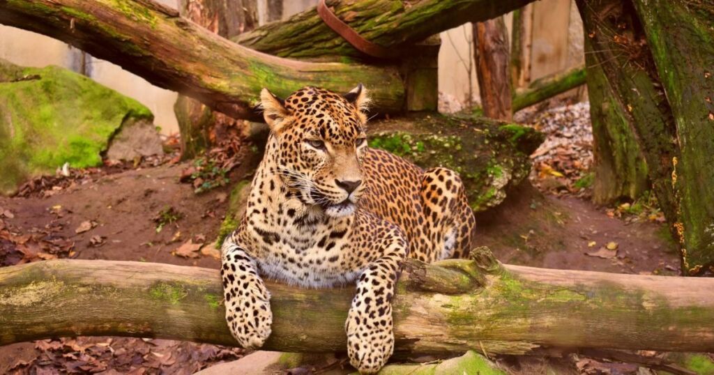 Сенсація в Саудівській Аравії: знайдено мумії пів сотні гепардів, яким понад 4200 років