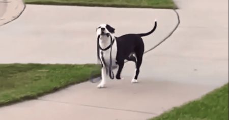 Чотирилапий «хазяїн»: кумедний випадок із собакою на прогулянці став вірусним у соцмережах