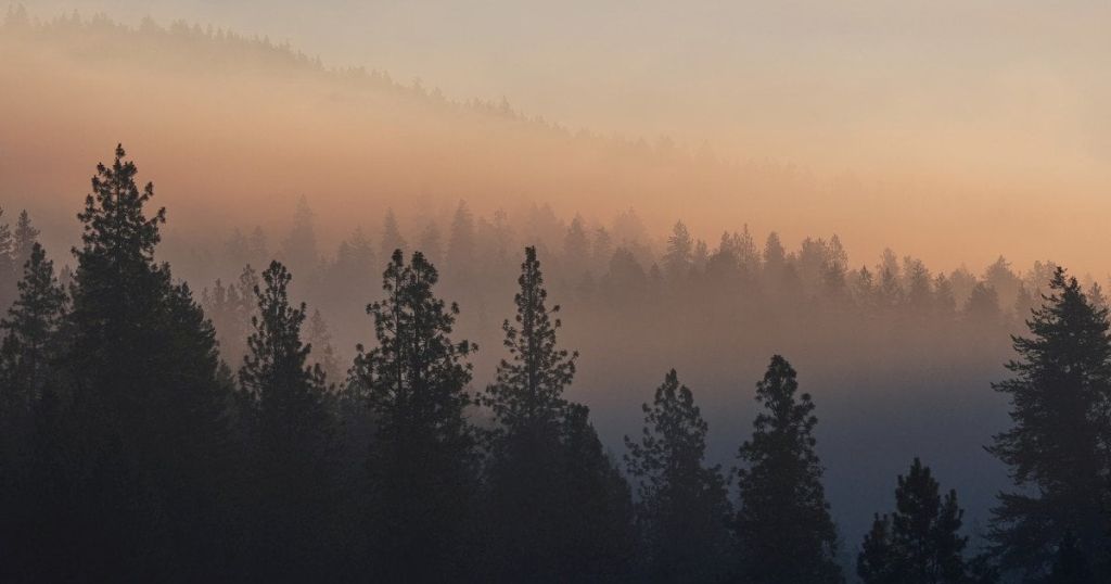 Що ховається серед дерев: пара туристів поділилась дивною знахідкою