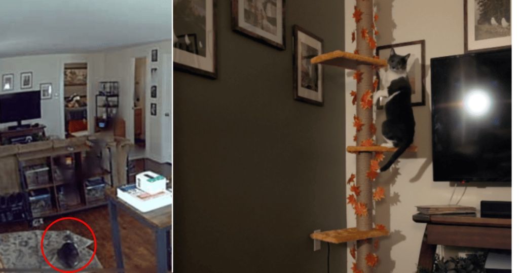 Жінка не знала, що робить її кішка, коли вона йде — кадри розбили серце та вразили Мережу