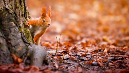 Якою буде погода у листопаді: синоптики дали перший прогноз