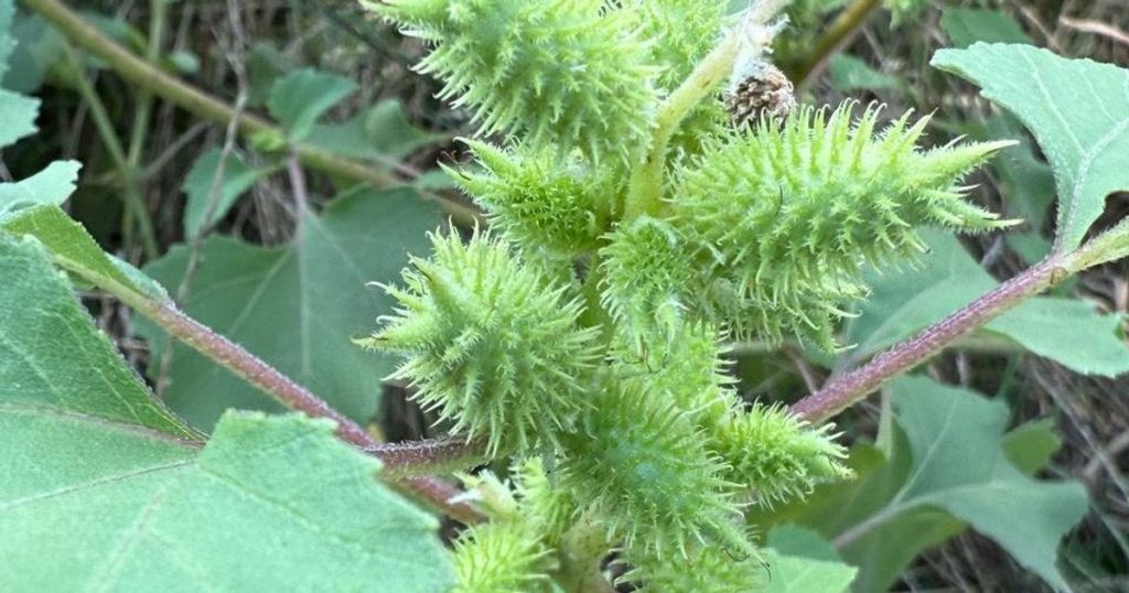 В Україні поширюється отруйна рослина, яка нищить усе навколо