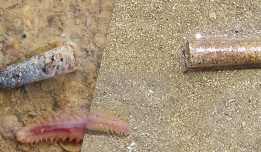 Створює “будинок” з піщинок: біолог розповів, про дивного мешканця “Тузловських лиманів”