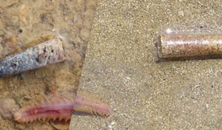 Створює “будинок” з піщинок: біолог розповів, про дивного мешканця “Тузловських лиманів”