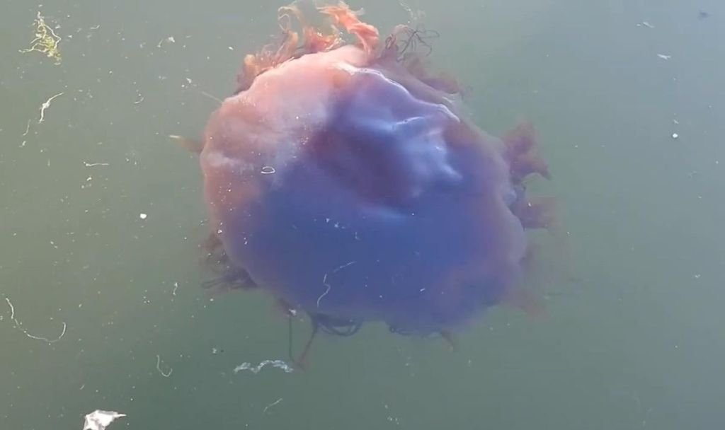 Цей “морський монстр” був більшим за синього кита, але більшість людей не бачила його