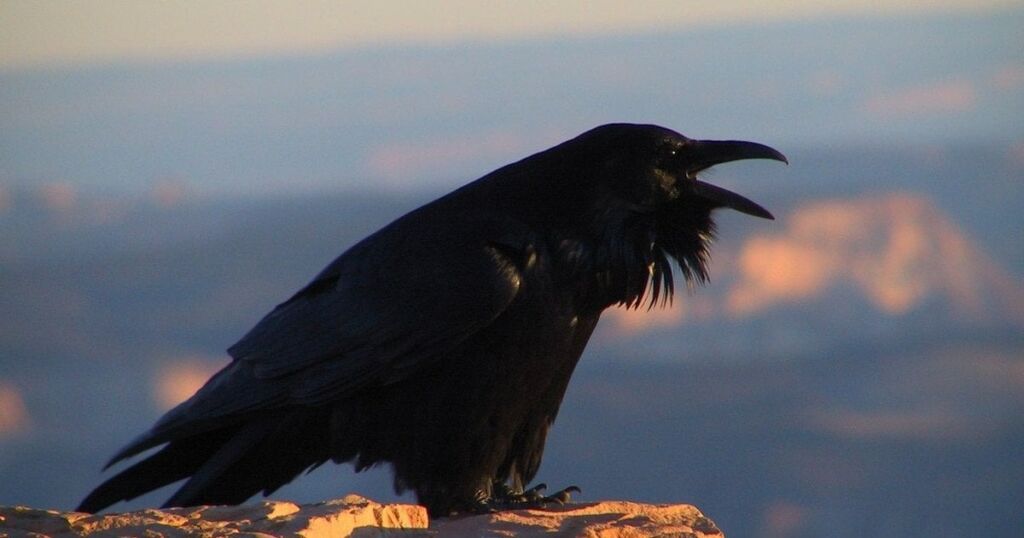 Майже 70 років життя: який птах в Україні є довгожителем