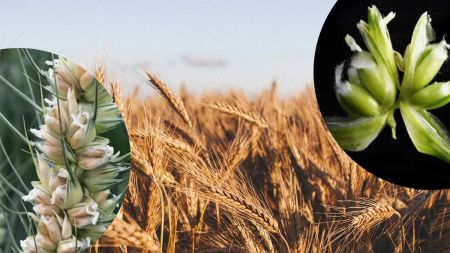 Революційне відкриття дозволить прогодувати всю планету завдяки генетичним технологіям