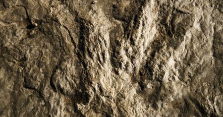 У вапняковому кар’єрі виявили сліди динозаврів, залишені 166 мільйонів років тому