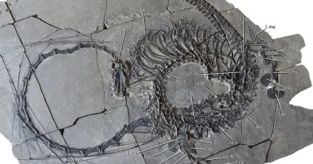 У Китаї знайдено скам’янілість “дракона” віком 240 мільйонів років