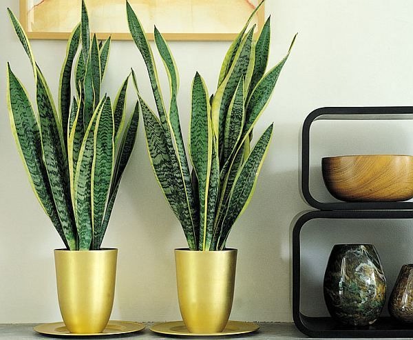 Квітка, що очищає повітря і захищає дім: як доглядати за “тещиним язиком”