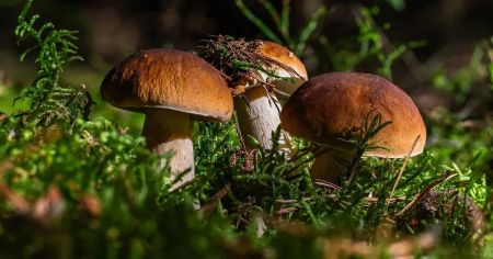 Які гриби збирати восени: як відрізнити корисні від небезпечних