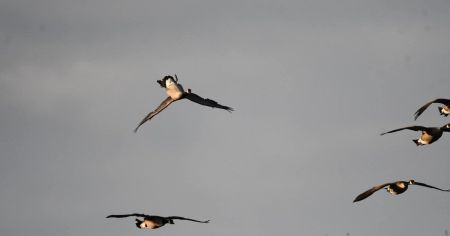 Чому гуси летять догори ногами: орнітологи розкрили причину (відео)