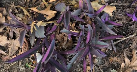 Чоловік з’їв невідому фіолетову рослину, яка виявилася токсичною (фото)