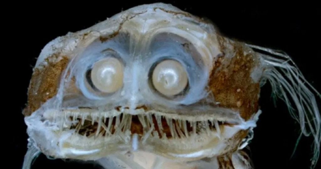 В океані виявили одну з найпотворніших істот на Землі: який вигляд вона має (фото)