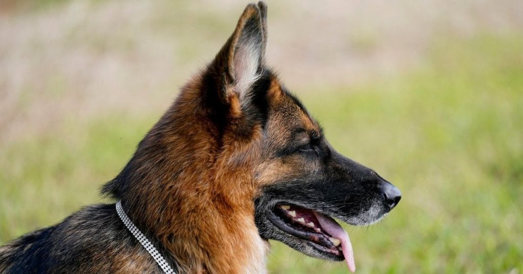 Популярна порода собак, якої ветеринари радять уникати — причина здивує