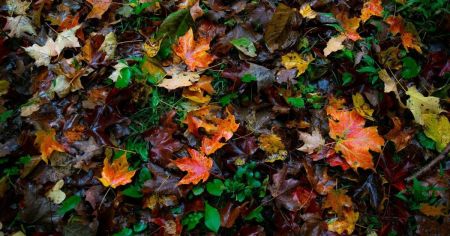 Погода на 17 жовтня в Україні: синоптики оновили прогноз