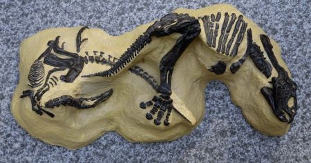 На висоті 3000 метрів виявили скелет одного з найдавніших динозаврів у світі