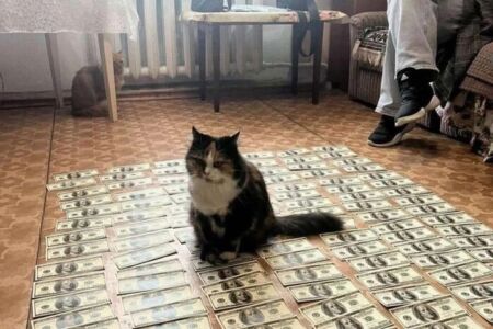 Кіт, що сидить на доларах, став зіркою Інтернету