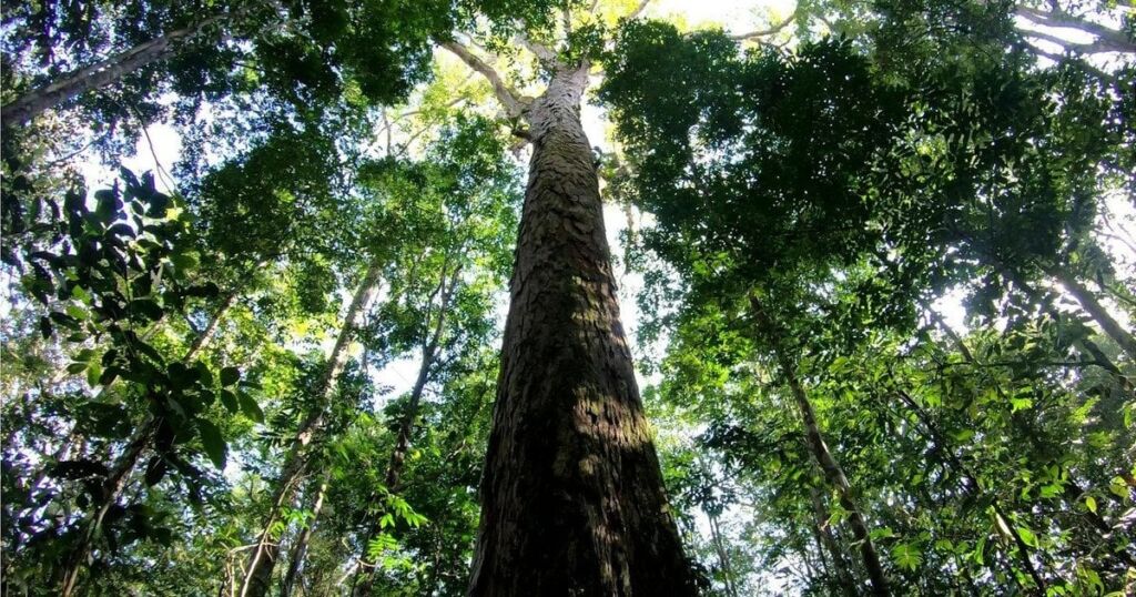 В Амазонії знайшли найвище дерево: воно майже вдвічі перевищило рекорд