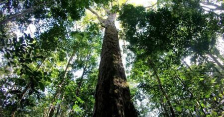 В Амазонії знайшли найвище дерево: воно майже вдвічі перевищило рекорд
