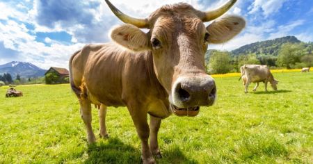 Чоловік віддав дружину коханцю за корову