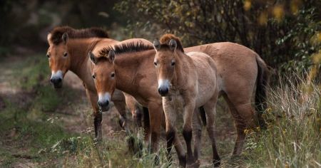 У Чорнобильській зоні швидко зростає популяція чарівного створіння (фото)