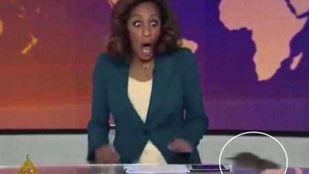 Щур налякав ведучу у прямому ефірі: що сталося насправді (ВІДЕО)