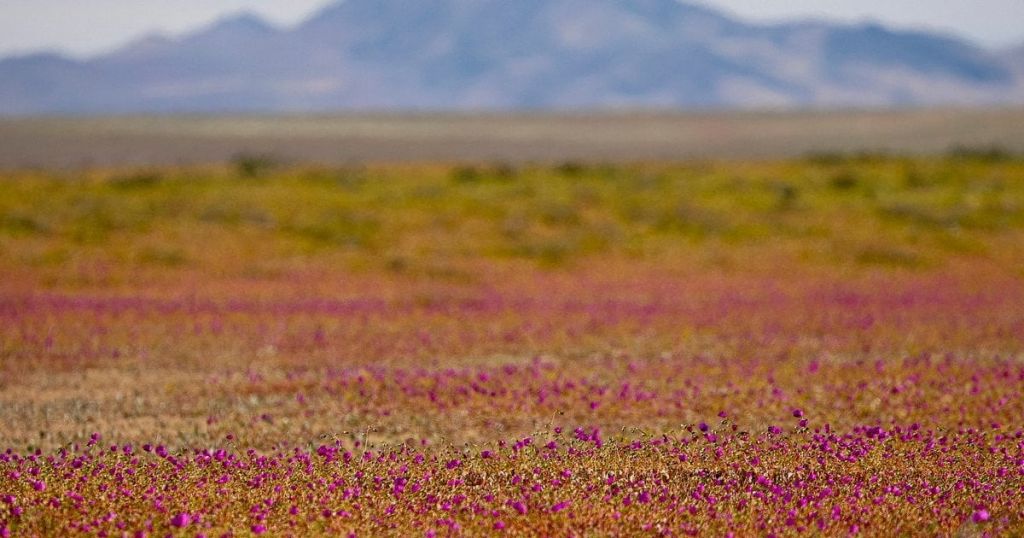 Фіалкове диво: найпосушливіша пустеля світу раптово зацвіла після потужних злив