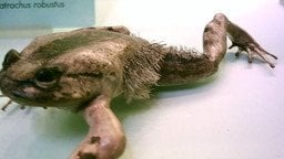 Жаба-росомаха ламає власні кістки, щоб перетворити їх на гострі кігті (фото)