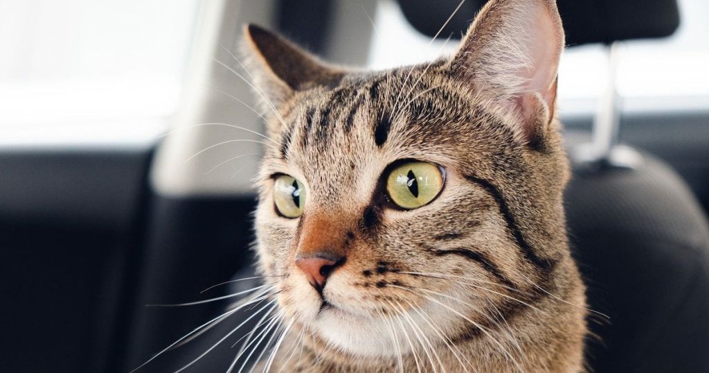 Кіт проїхав понад сотню кілометрів на даху автофургона і вижив: як йому це вдалося