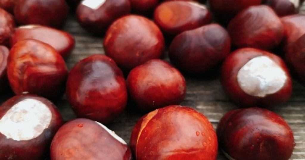 Скільки коштують каштани: навіщо їх збирають та хто може на них заробити