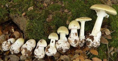 Біолог назвав найотруйніший гриб у світі, який росте в Україні