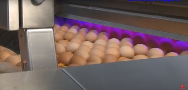 Ціни на яйця різко змінили: скільки просять за популярний продукт