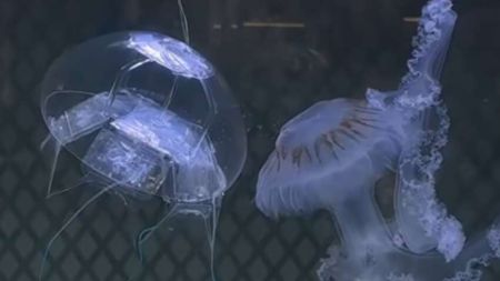 Китай створив невидимого робота-медузу для підводної розвідки (ФОТО)