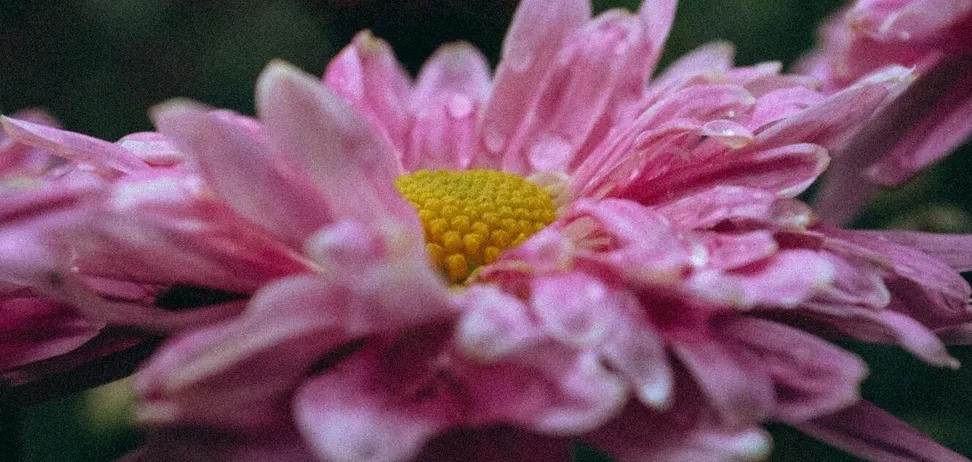 Де не варто садити хризантеми: квітів не дочекаєтеся