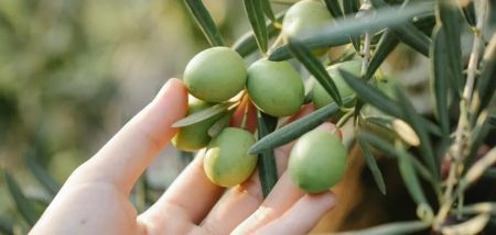 Навіть ананаси і гранати: які фрукти можна вирощувати вдома