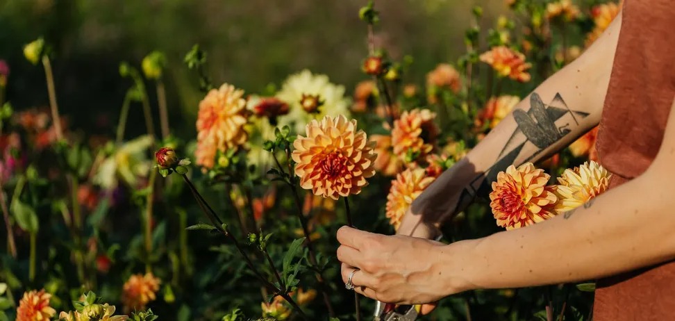 Як підготувати квітник до зими: основні правила