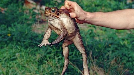 Жінка проковтнула вісім живих жаб, щоб вилікувати біль у спині: чим це закінчилося