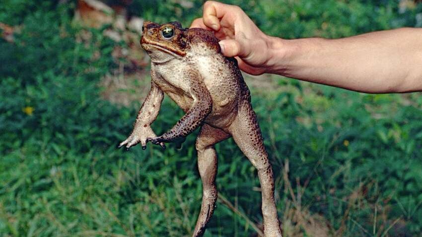 Жінка проковтнула вісім живих жаб, щоб вилікувати біль у спині: чим це закінчилося