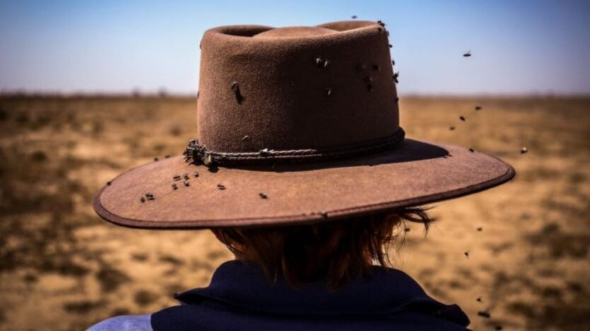 Нові шкідники та зсув сезонів: чим загрожує потепління в Україні