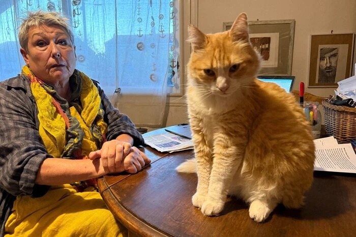 У Франції господиня отримала штраф €1250, бо її кіт ходив у гості до сусідів